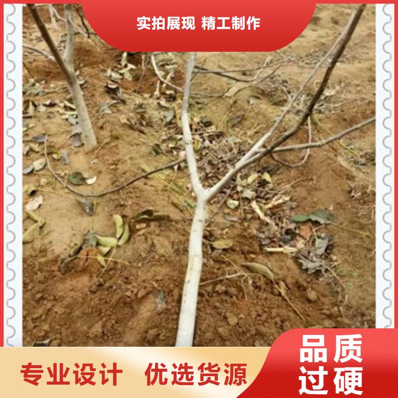 核桃苗-苹果苗优良工艺专业生产厂家