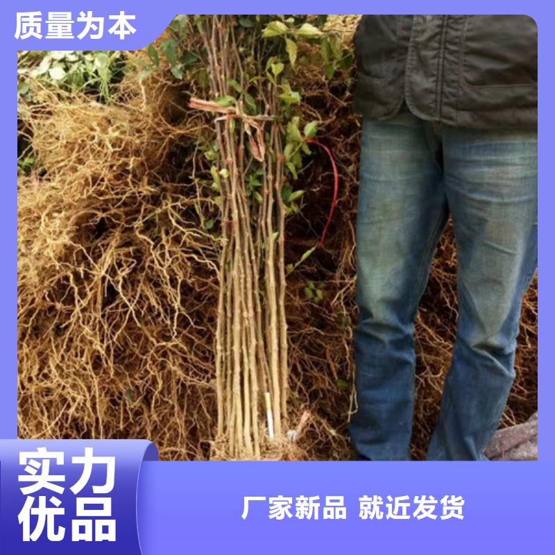 花椒苗,梨树苗资质认证现货批发