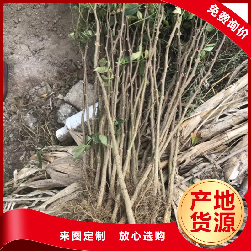 花椒苗,山楂苗精心选材产品优势特点