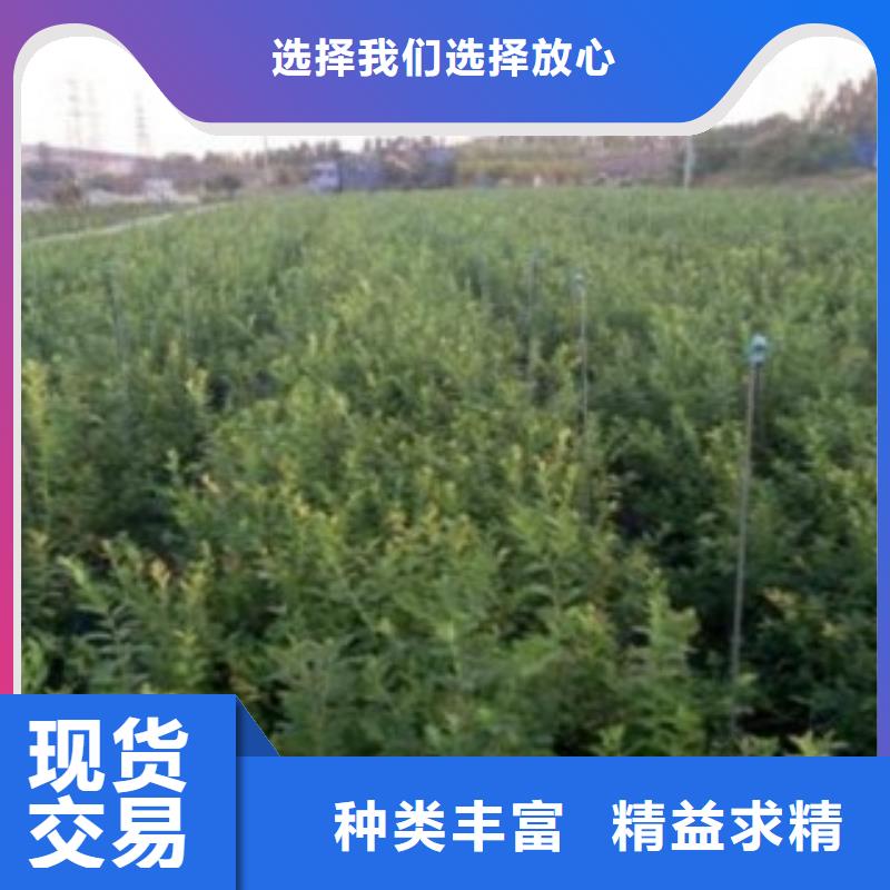 蓝莓苗-山楂苗推荐厂家免费获取报价