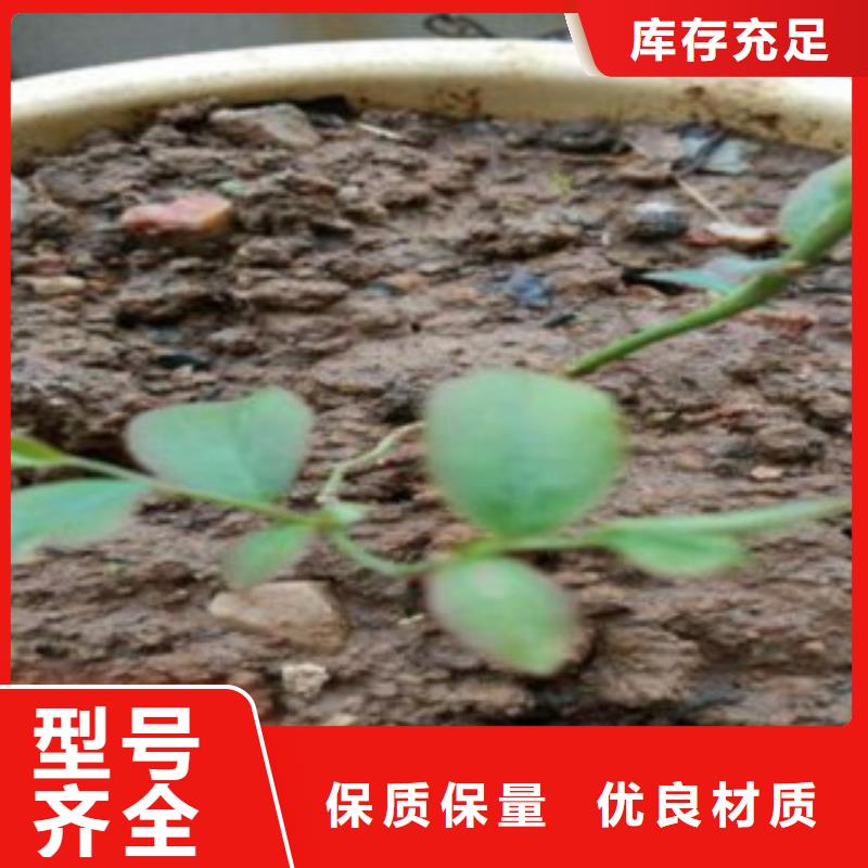 【蓝莓苗】板栗苗出厂价附近货源