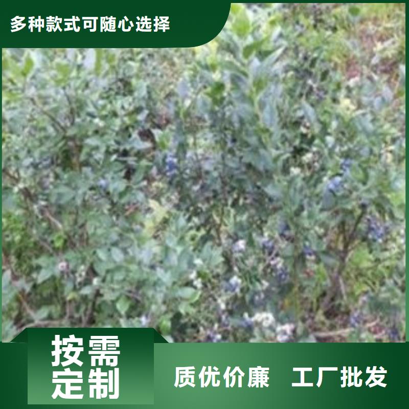 【蓝莓苗】桃树苗精心打造本地经销商