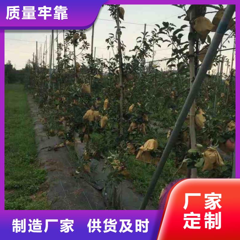 【苹果苗核桃苗优质材料厂家直销】现货销售