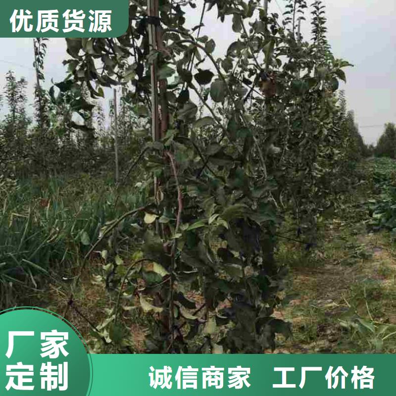 苹果苗梨树苗低价货源甄选好厂家