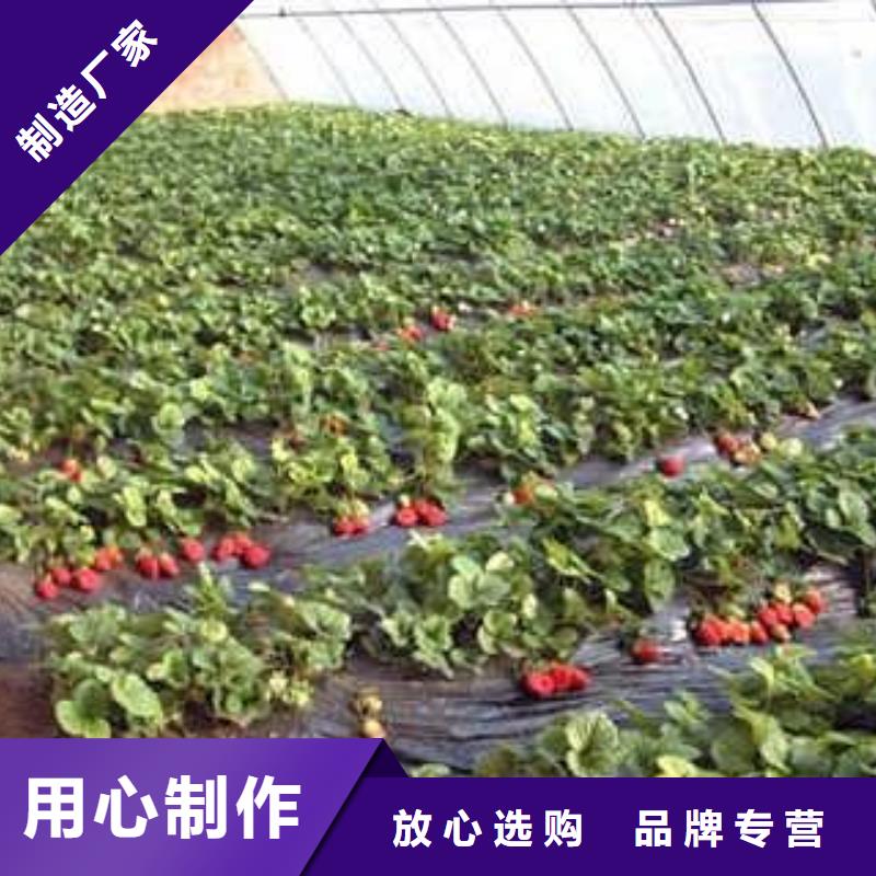 【草莓苗】花椒苗一手货源当地货源