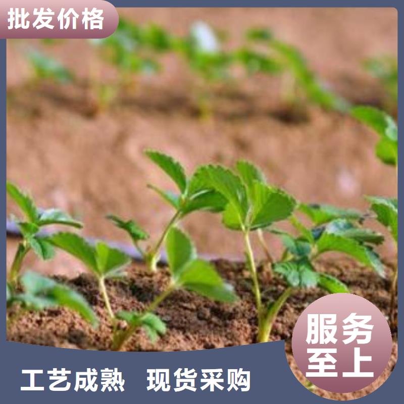 草莓苗板栗苗价格公道合理厂家型号齐全