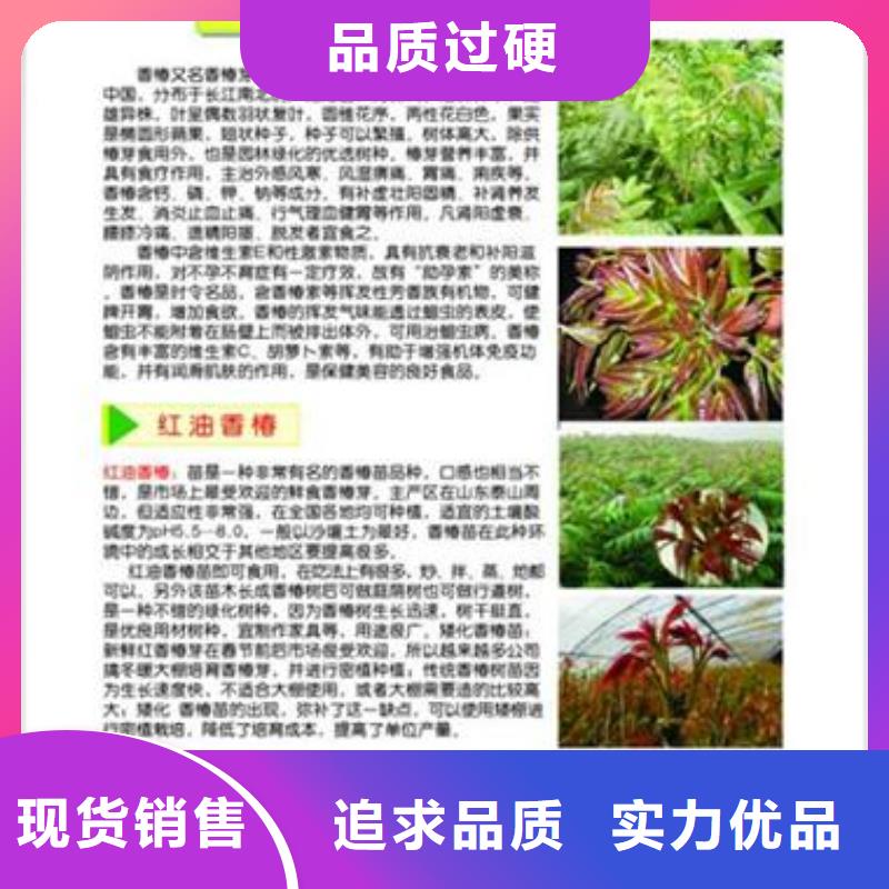 香椿苗桃树苗支持定制加工附近品牌