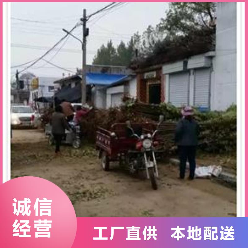 香椿苗核桃苗优选厂商本地供应商