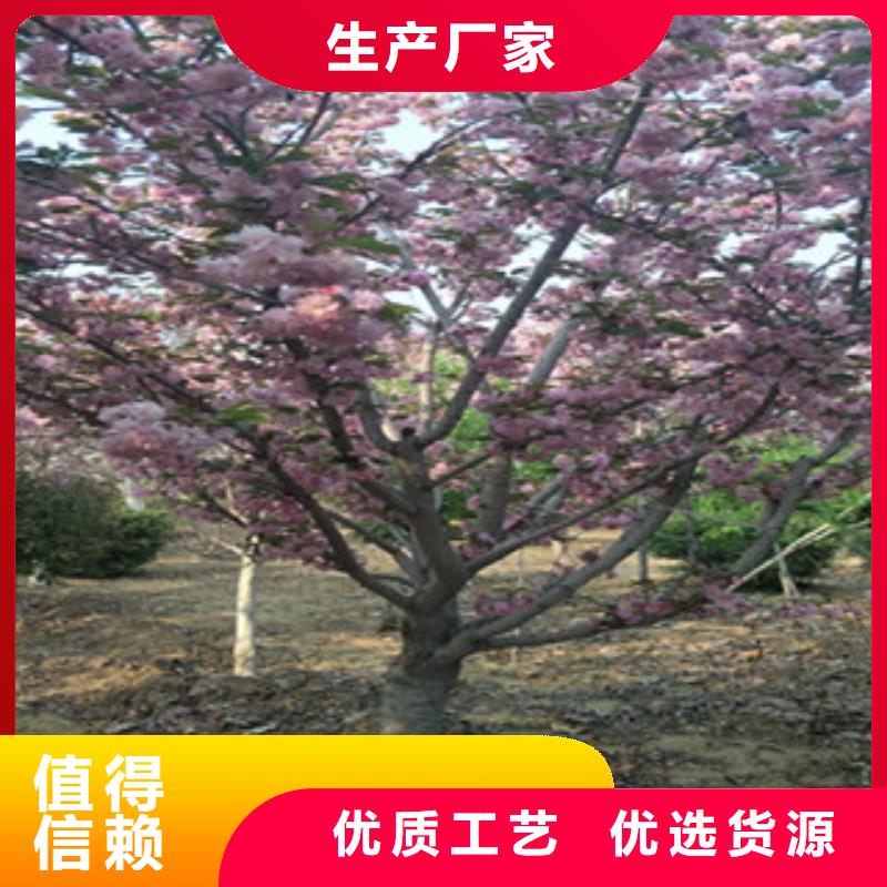 樱花泰山景松造型景松今日价格信誉有保证