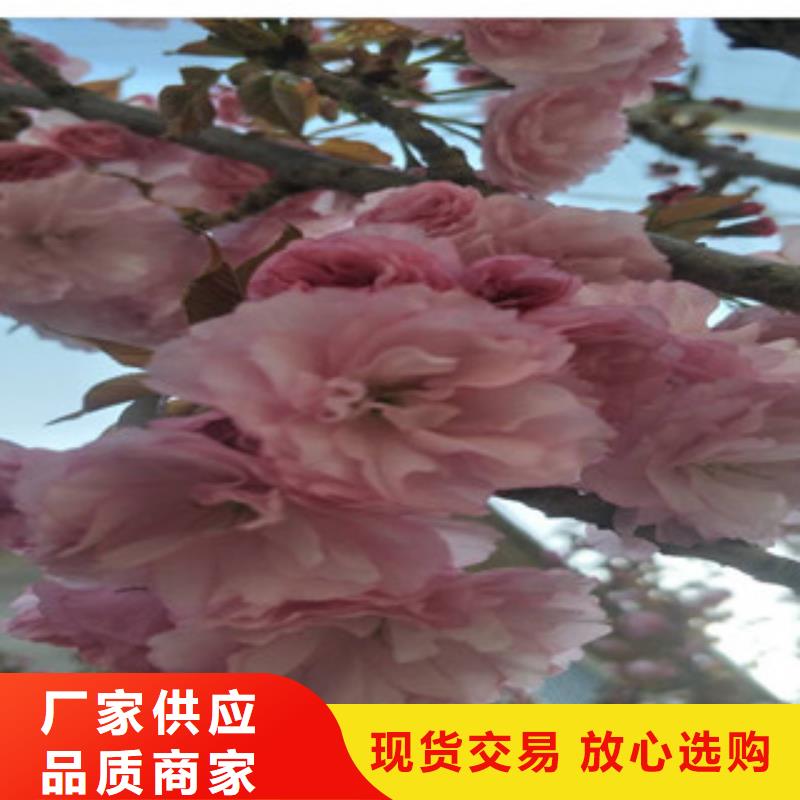 樱花核桃苗樱花苗长果桑树苗快速物流发货同城品牌