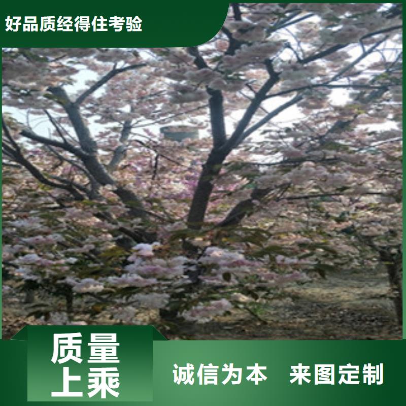 樱花,泰山景松造型景松选择我们没错优良工艺