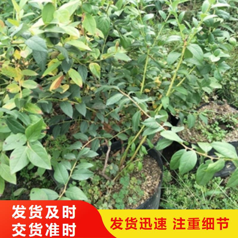 蓝莓苗泰山景松造型景松专业生产团队支持非标定制