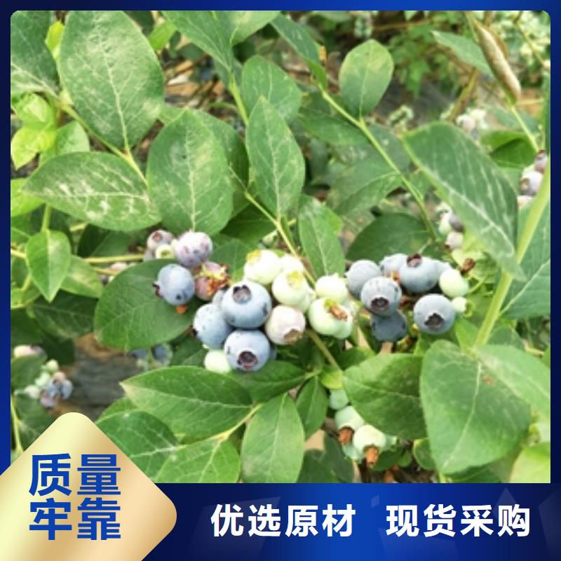 【蓝莓苗】樱桃苗我们更专业同城公司