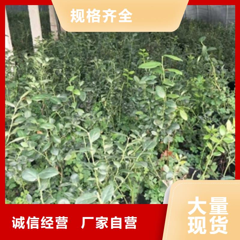 蓝莓苗占地果树厂家案例推荐商家