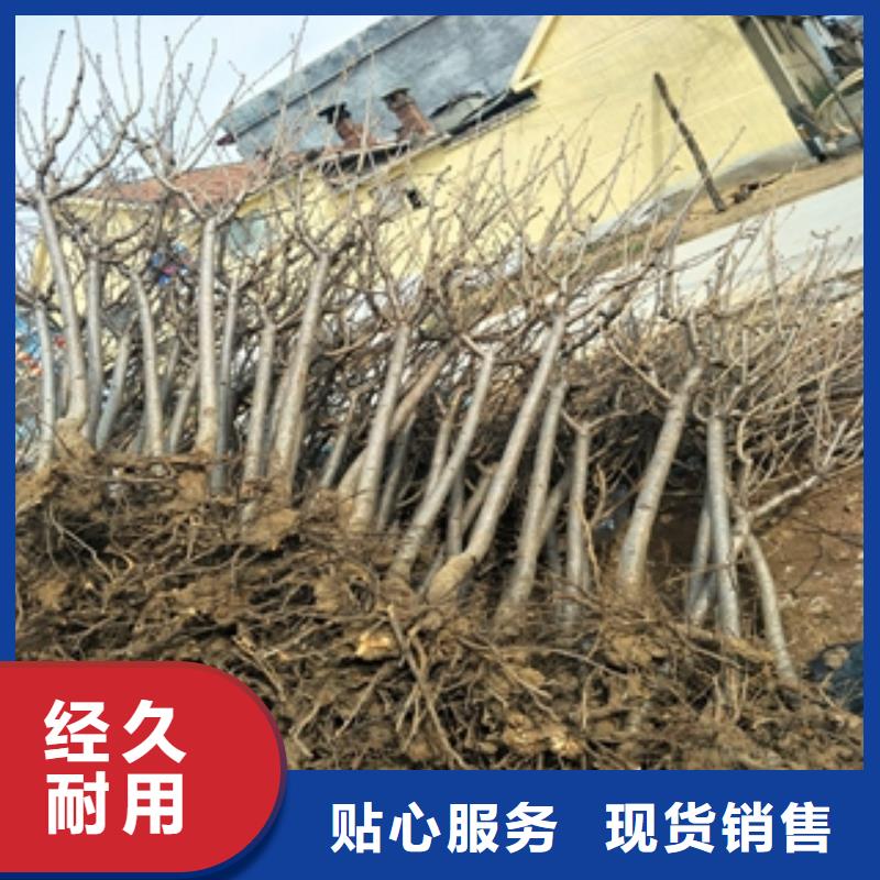 桃树-【占地果树】专业生产品质保证厂家直营