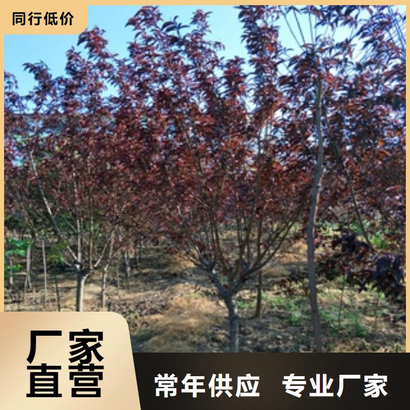 桃树绿化树绿化工程细节决定成败本地供应商