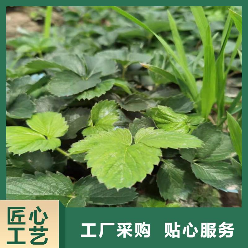 佐贺清香草莓苗本地生产商