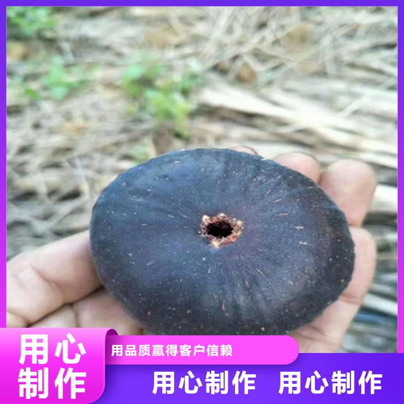 波姬红无花果苗用品质说话