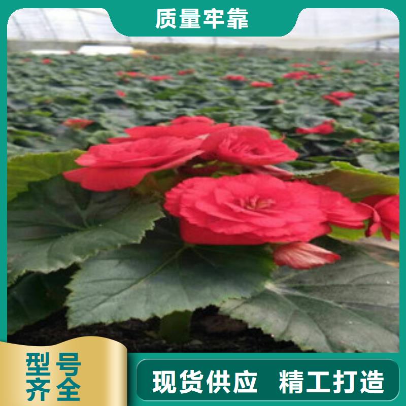 【时令草花时令花卉/绿化草花价格一站式供应】设计合理