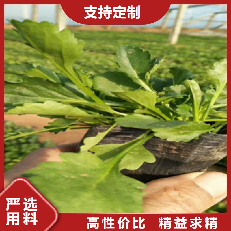 时令草花五一国庆草花批发匠心打造从源头保证品质