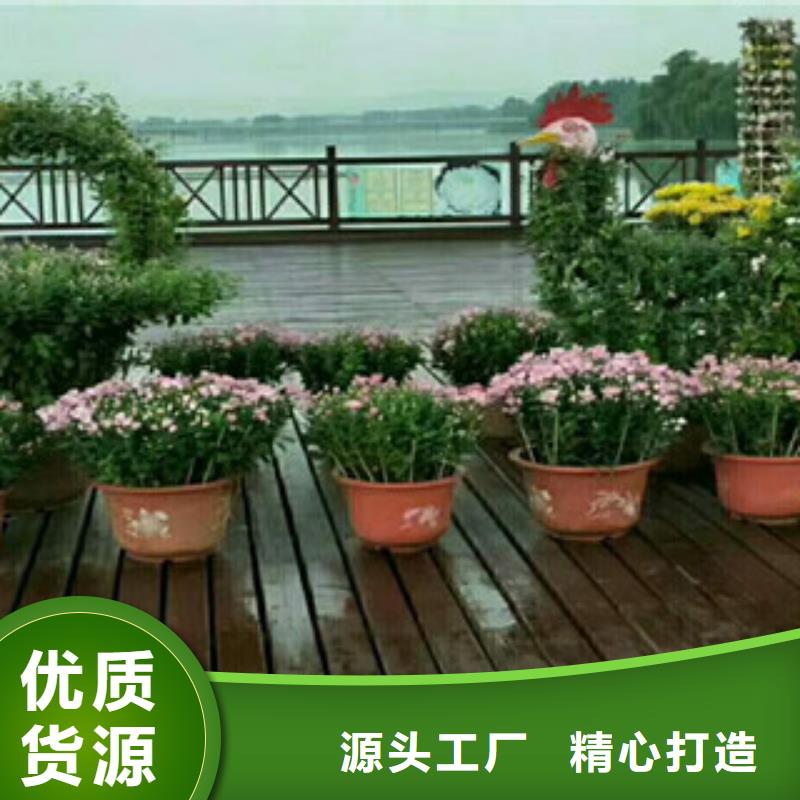 时令草花-耐寒耐旱草花基地直销厂家诚信经营质量保证