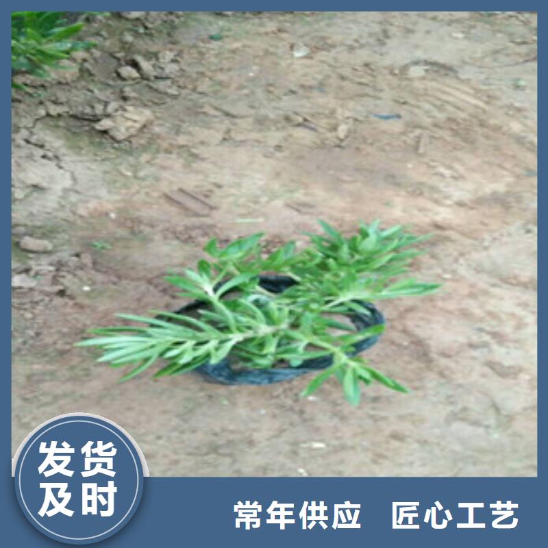 时令草花-【耐寒耐旱草花基地】严格把关质量放心应用范围广泛