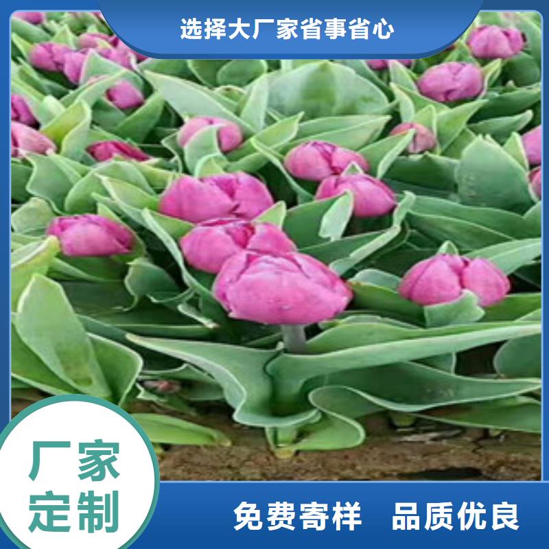 【时令草花_花海景观工程实拍展现】质检合格发货