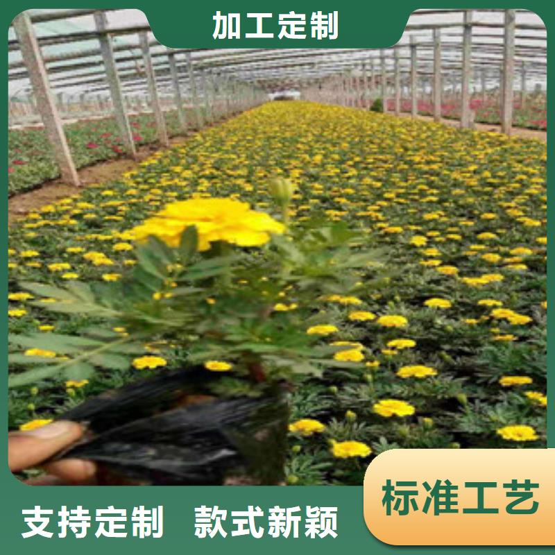 宿根花卉柳叶马鞭草/薰衣草来图加工定制源头工厂量大优惠