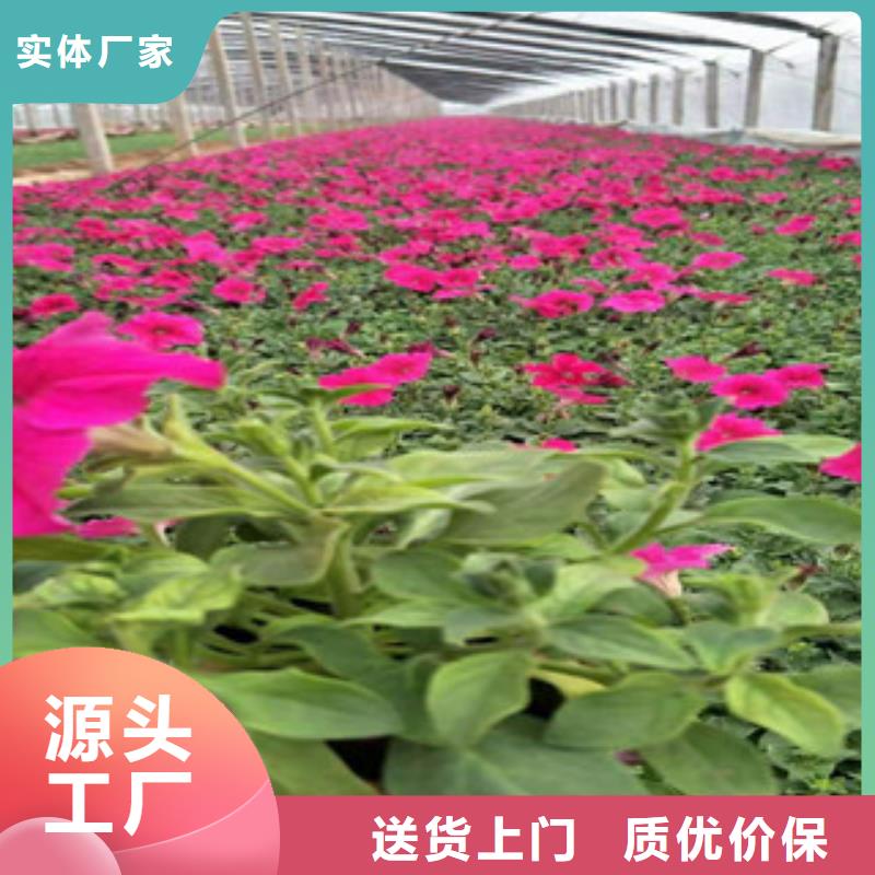 宿根花卉【水生植物/荷花睡莲】真诚合作厂家直销售后完善