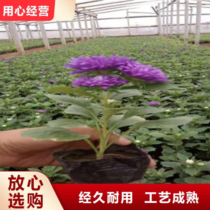 宿根花卉【柳叶马鞭草/薰衣草】准时交付欢迎新老客户垂询