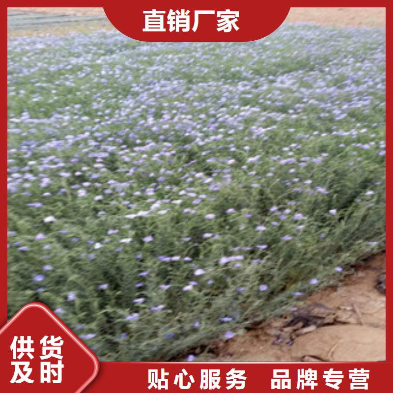 【宿根花卉】花海景观工程工厂直供使用方法