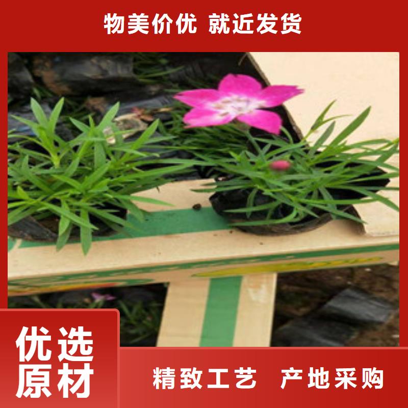 【宿根花卉】_水生植物/荷花睡莲用心服务优选好材铸造好品质