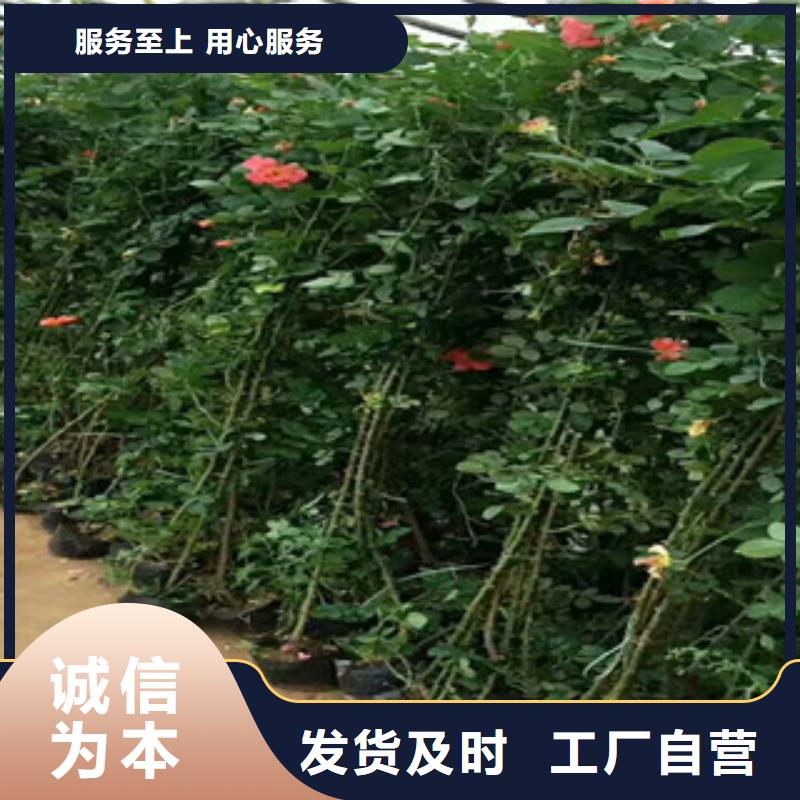 花海景观,花海景观工程出货快厂家直销安全放心