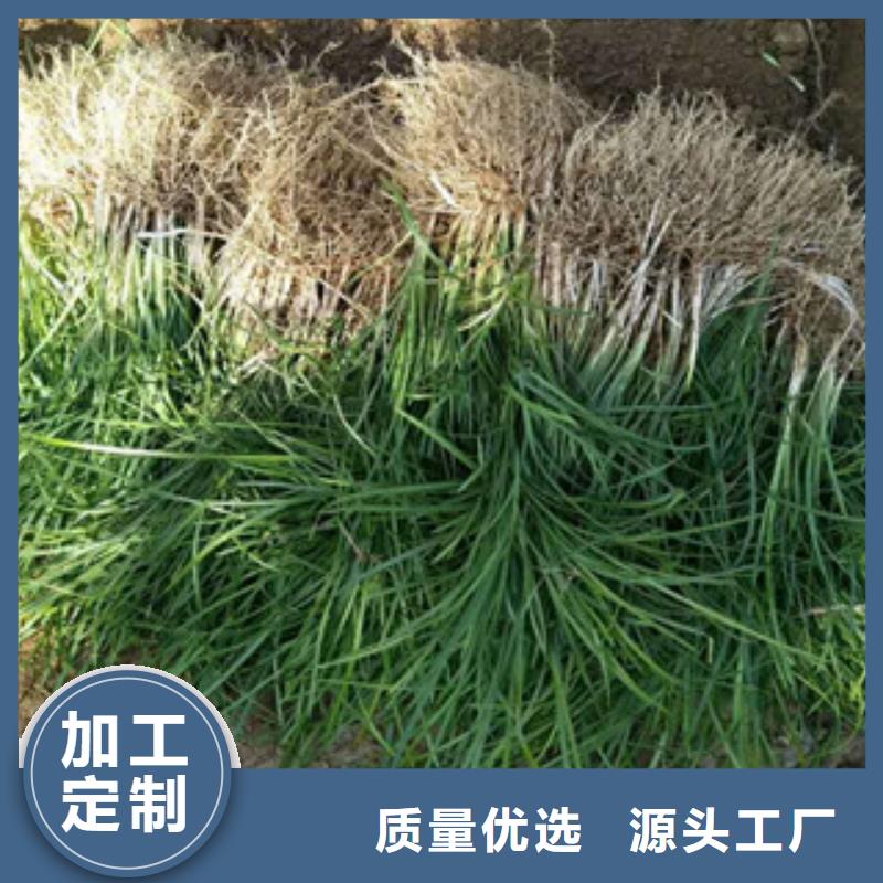 【花海景观水生植物/荷花睡莲源头厂家供应】附近货源