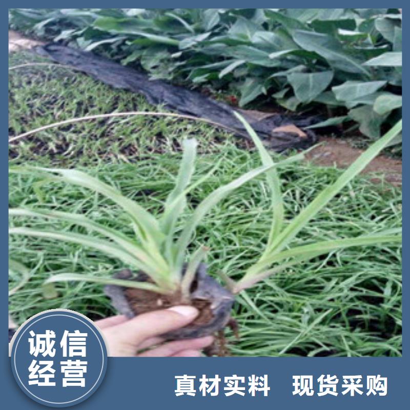 花海景观,柳叶马鞭草/薰衣草重信誉厂家价格透明