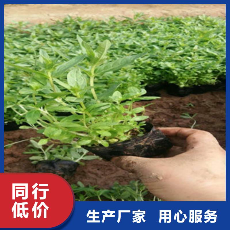 花海景观柳叶马鞭草/薰衣草质检严格放心品质附近厂家