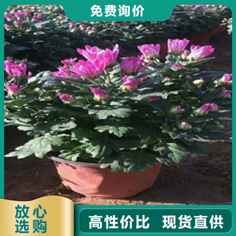 花海景观【时令花卉/绿化草花价格】一件也发货产品实拍