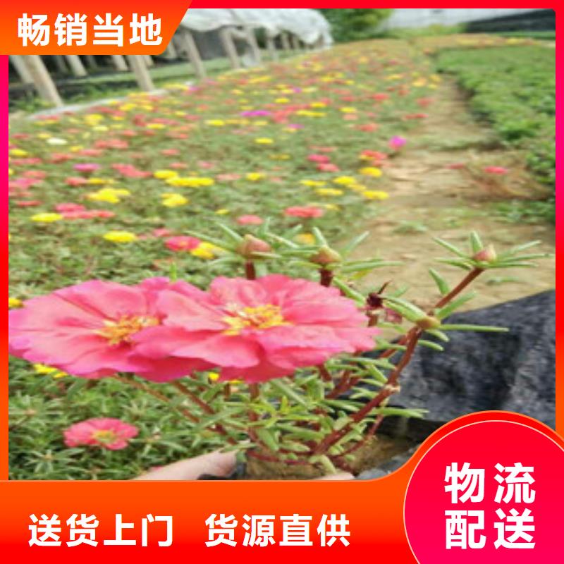 花海景观五一国庆草花批发服务始终如一当地货源