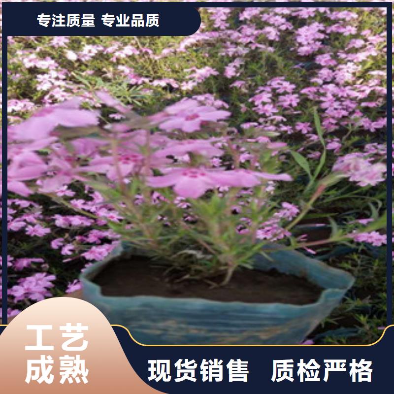 【花海景观_宿根花卉基地严格把控每一处细节】当地制造商