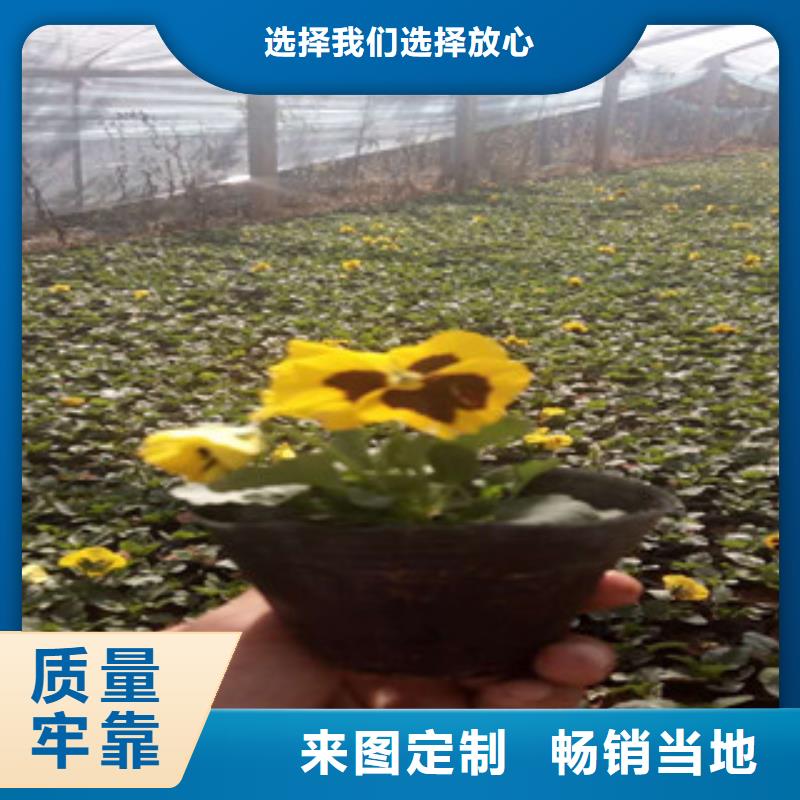 花海景观花海景观工程精品优选高性价比