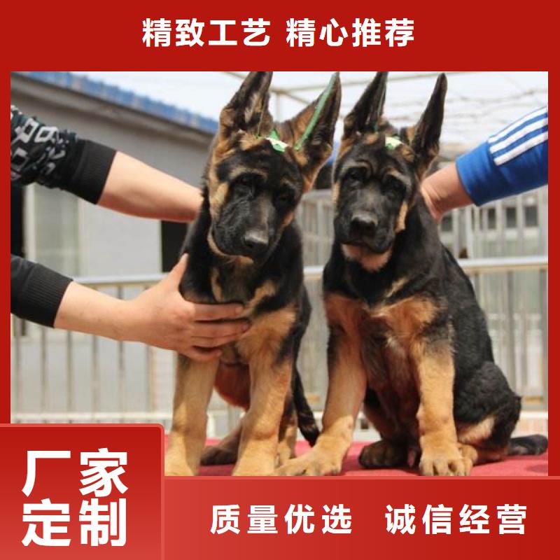 【德国牧羊犬】-卡斯罗犬大量现货实体厂家支持定制