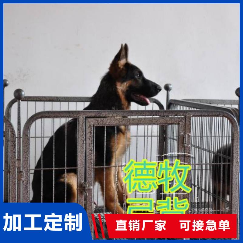 德国牧羊犬罗威纳犬快捷物流实体厂家支持定制