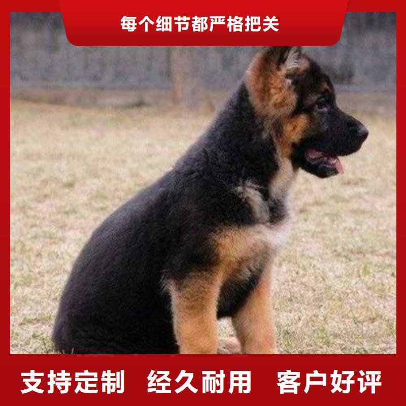 德国牧羊犬,杜宾犬实力商家供货稳定本地生产厂家