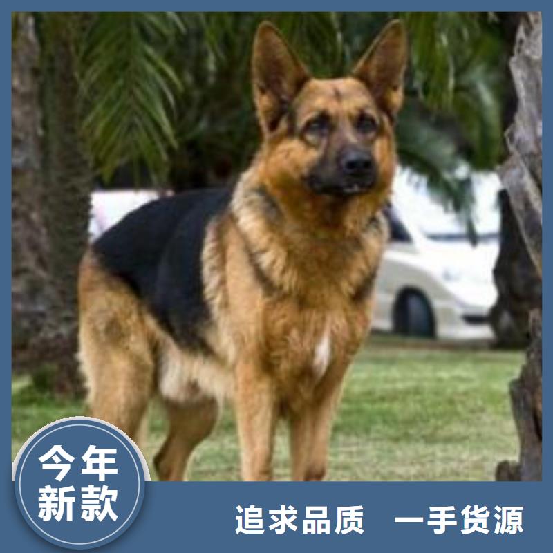 德国牧羊犬_德牧犬批发商本地生产商