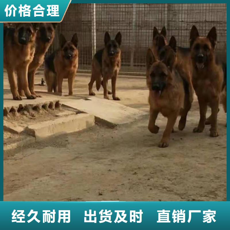 德国牧羊犬-比特犬诚信商家拥有核心技术优势