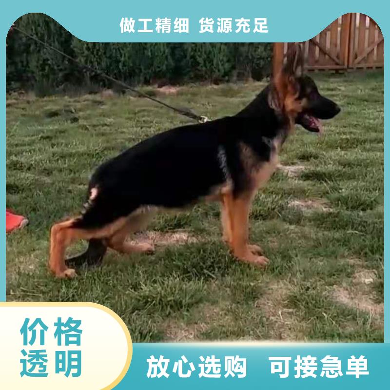 德国牧羊犬_马犬推荐厂家好产品放心购