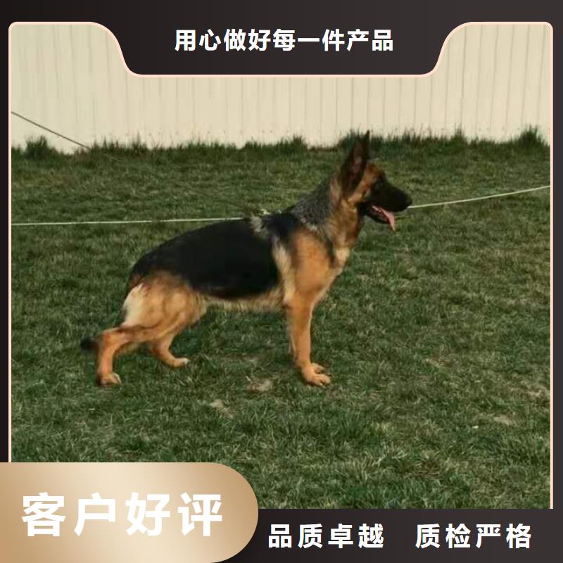 德国牧羊犬卡斯罗犬生产经验丰富本地品牌