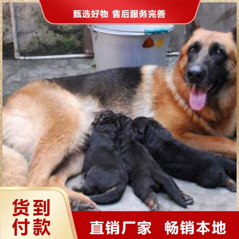 德国牧羊犬比特犬现货充裕本地货源