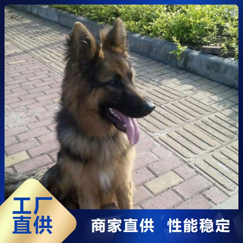 【德国牧羊犬】_马犬厂家规格全老品牌厂家