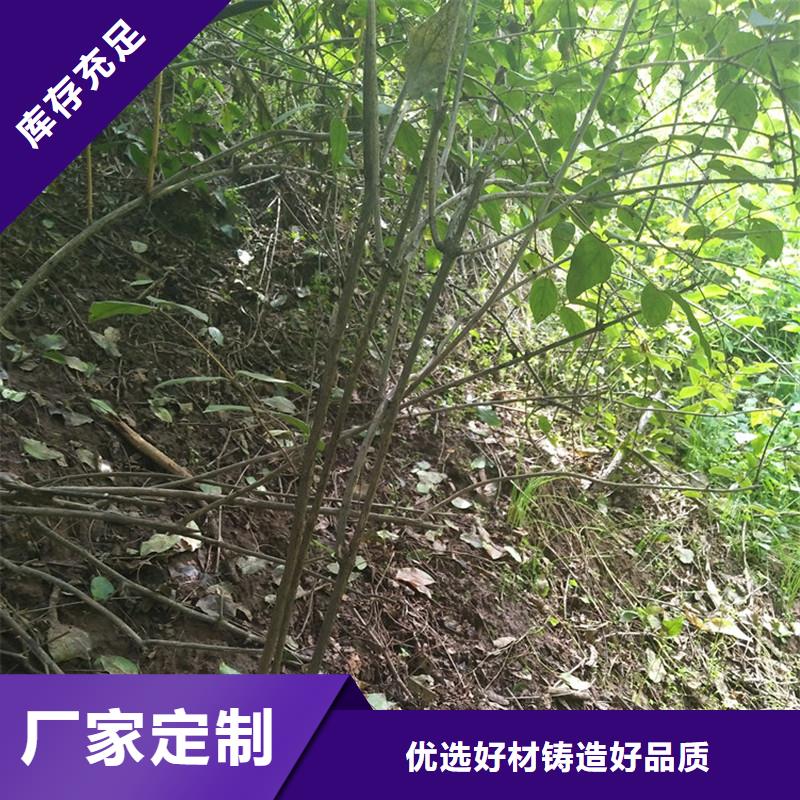 杈杷果-樱桃苗拒绝伪劣产品当地厂家